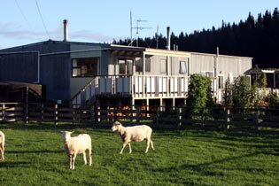 Grants Farm Ewes enjoying the early morning sunshine