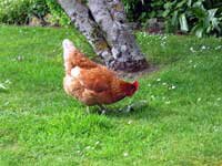 Hen Crabapple Cottage Hen Crabapple Cottage