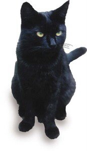 Hulmes Court Cat