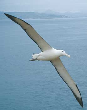 Flying Albatross Flying Albatross
