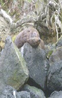 Seals