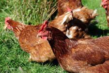 Silver-Peaks Lodge Chickens