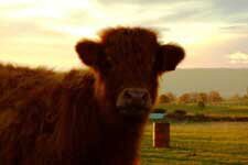 Silver Peaks Lodge Cow