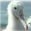 albatrosssmall