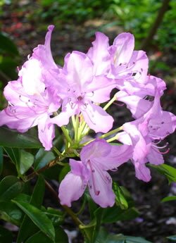 Rhododendron