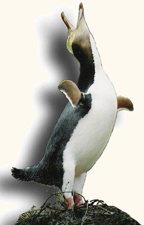 Penguin Calling Penguin Calling
