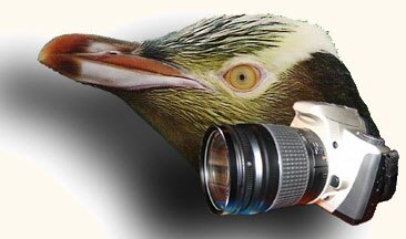 Yellow Eyed Penguin
