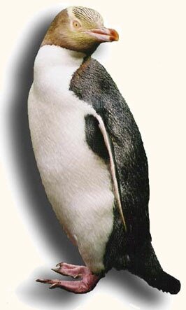 Penguin standing