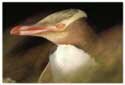 Logo Yellow Eyed Penguin Trust Logo Yellow Eyed Penguin Trust